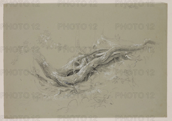 Trunks of Trees, between 1840 and 1845. Creator: Thomas Cole.