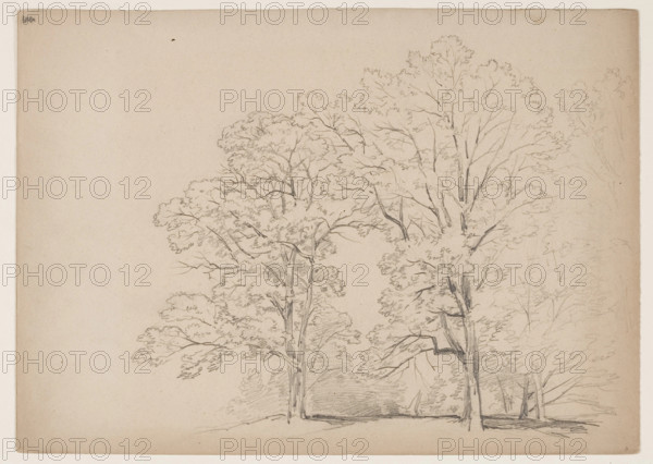 Grove of Trees, between 1831 and 1893. Creator: John William Casilear.