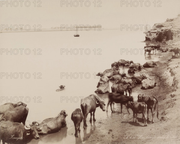 Water Buffalo in the Nile, 19th century. Creator: Zangaki.