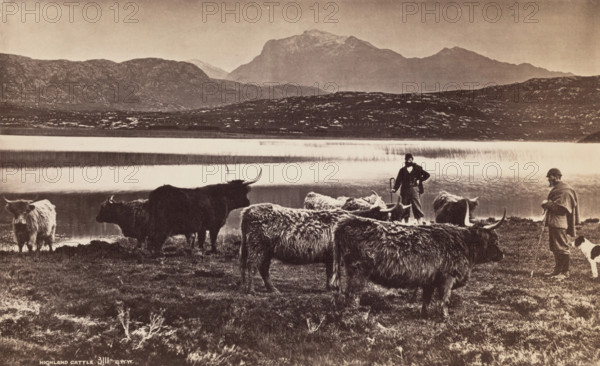 Highland Cattle, between 1870 and 1880. Creator: George Washington Wilson.