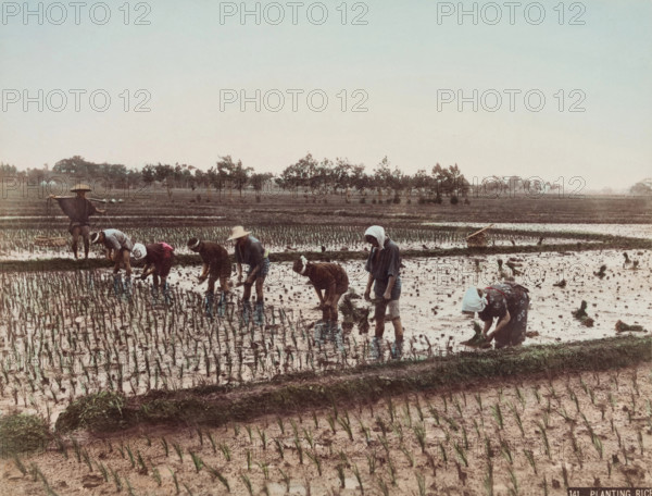 Planting Rice, c.between 1885 and 1900. Creator: Unknown.