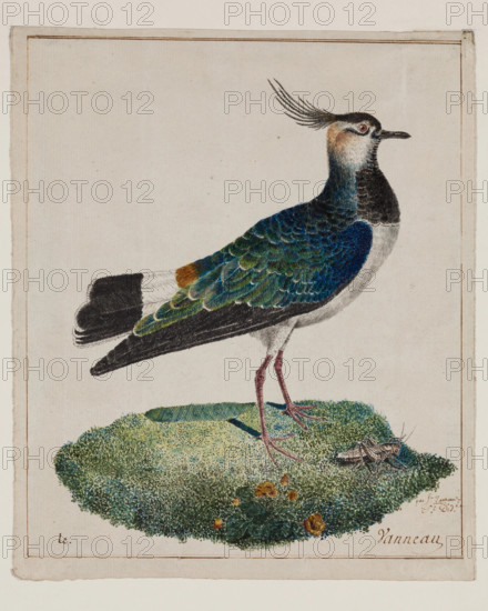 Lapwing, 18th century. Creator: Unknown.