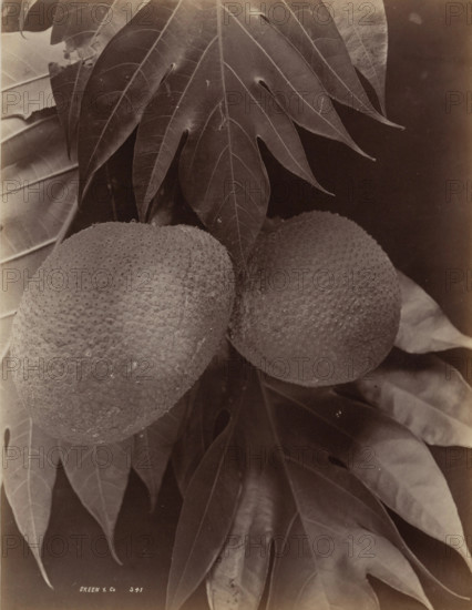 Bread Fruit, 1870. Creator: S. Slinn & Co..