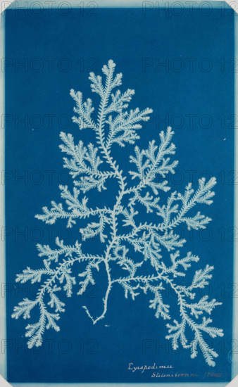 Fern from the "Hatton Album", between 1840 and 1859. Creator: Unknown.