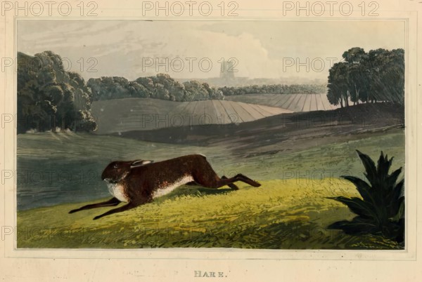 Hare, c1827. Creator: Newton Smith Limbird Fielding.