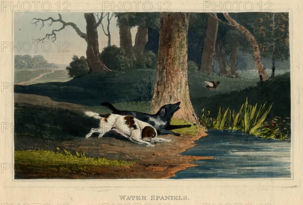 Water Spaniels, c1820s. Creator: Newton Smith Limbird Fielding.