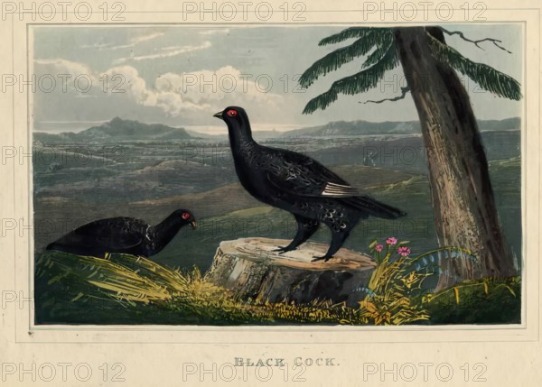 Black Cock, c1820s. Creator: Newton Smith Limbird Fielding.