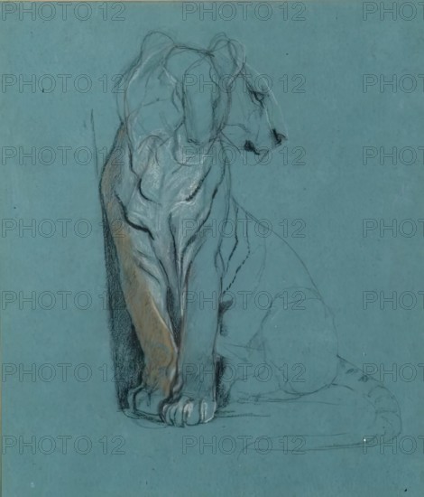 A Seated Tiger, 1900-1910. Creator: John MacAllan Swan.