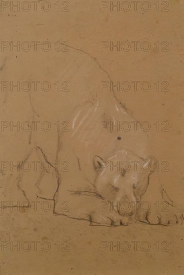 Study of a  Bear, 1900-1910. Creator: John MacAllan Swan.