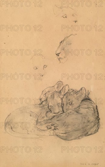 Ceylonese Leopard Cubs. Creator: John MacAllan Swan.