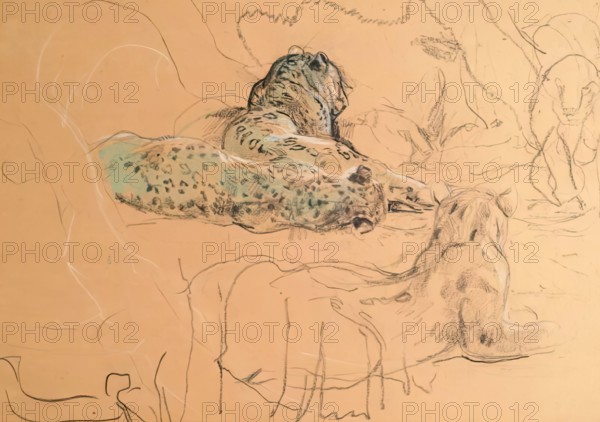 Leopard. Creator: John MacAllan Swan.