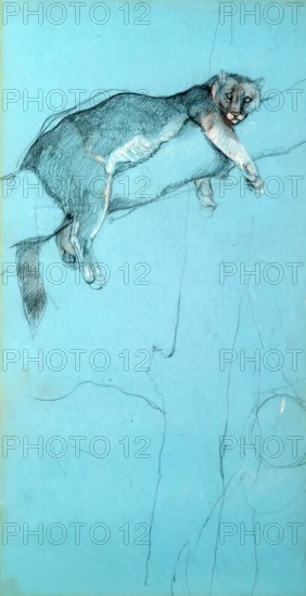 Study of a Puma, c1900s. Creator: John MacAllan Swan.