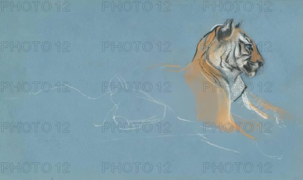 Head of a Tigress, c1900s. Creator: John MacAllan Swan.