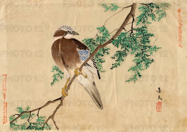 Keibun Kacho (flower and bird) vol 2 no.9, pub 1892. Creator: Matsumura Keibun.