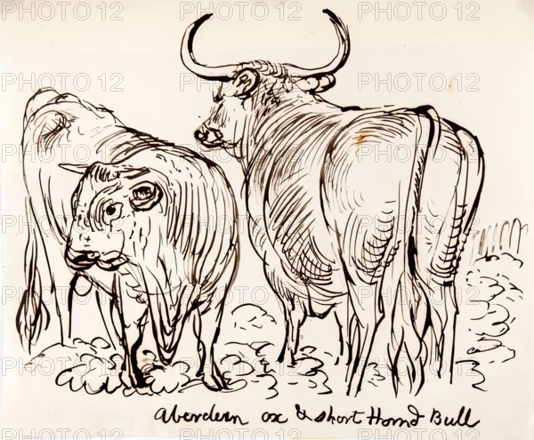 Aberdeen Ox and Shorthorned Bull, 1825-1839. Creator: James Howe.