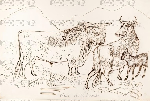 West Highland Cattle, 1825-1839. Creator: James Howe.