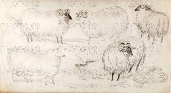A Flock of Five Sheep, 1825-1839. Creator: James Howe.