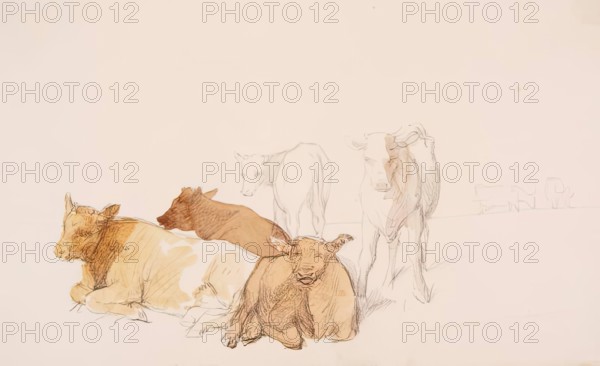 Cattle, c1840s. Creator: John Phillip.