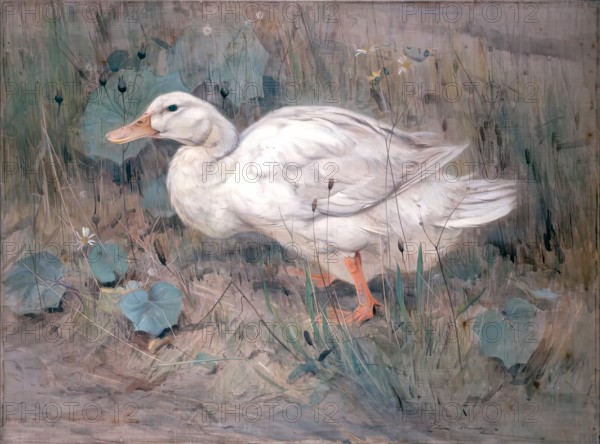 A White Duck. Creator: Edwin Alexander.