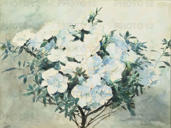 White Azaleas, ex.1909. Creator: Francis Edward James.