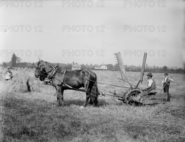 A self-raking, or sail reaper, 1900.  Creator: Henry Taunt.