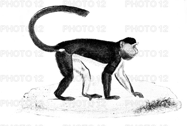 Facsimile of "Tiny," the late Mr. Frank Buckland's monkey, 1895. Creator: Unknown.