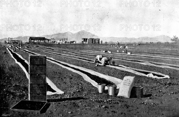 Fruit-Growing in California: drying prunes, 1895. Creator: George Meisenbach.