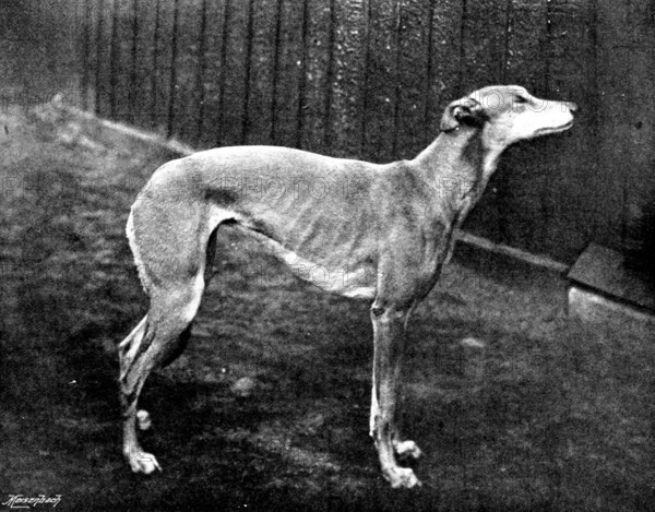 Thoughtless Beauty, the winner of the Waterloo Cup, 1895. Creator: Brown, Barnes & Bell.