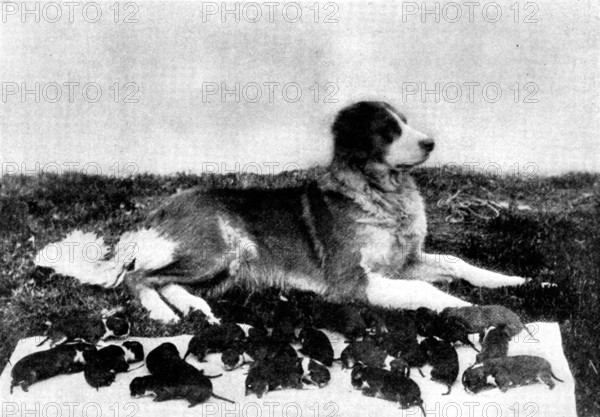 The St. Bernard, Lady Millard, and her litter of twenty-one pups, 1895. Creator: H. W. Harold.