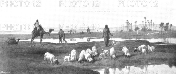 Pictures from the Royal Academy: Laban's Pasture: Jacob Serving for Rachel - F. Goodall, R.A., 1895. Creator: George Meisenbach.