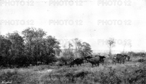Pictures from the Royal Academy; April: Forenoon in the Condette Dunes - H. W. B. Davis, R.A., 1895. Creator: George Meisenbach.