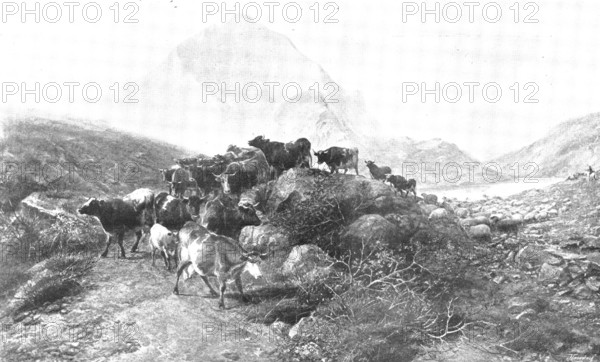 Pictures from the Royal Academy: A Summer Afternoon - T. S. Cooper, R.A., 1895. Creator: George Meisenbach.