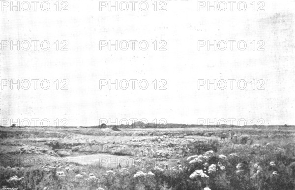 Pictures from the Royal Academy: Thistledown - D. Murray, A.R.A., 1895. Creator: George Meisenbach.