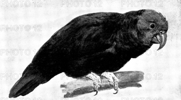 Ground Parrot - by H. Stacy Marks, R.A., 1895. Creator: George Meisenbach.