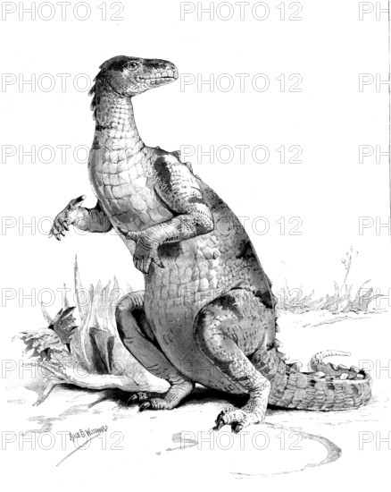 Restored figure of the Iguanodon - sketched by Miss Alice B. Woodward, 1895. Creator: Unknown.