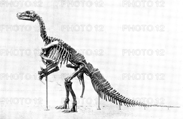 The Iguanodon Skeleton, the original of which is in the Royal Museum at Brussels..., 1895. Creator: Unknown.