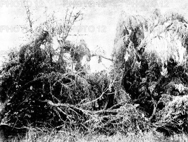 Swarm of locusts at Delagoa Bay, East Africa, 1895. Creator: Unknown.