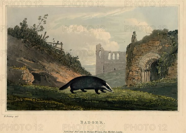 Badger, 1821. Creator: Newton Smith Limbird Fielding.