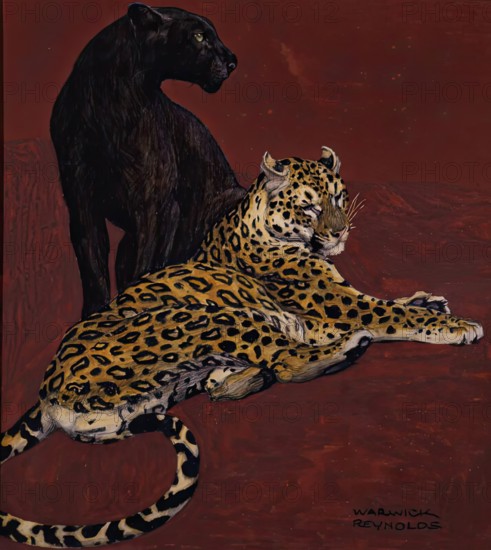 Jaguar and Black Panther. Creator: Warwick Reynolds.