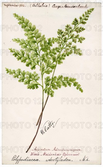 Black-Maidenhair Spleenwort (Polypodiacea Acotyledon No. 6), September 1904. Creator: William Catto.