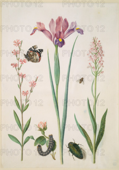 Catchfly with admiral, rose with fox moth, iris, hoverfly, jewel beetle and orchid, (after 1691?). Creator: Maria Sibylla Merian circle.