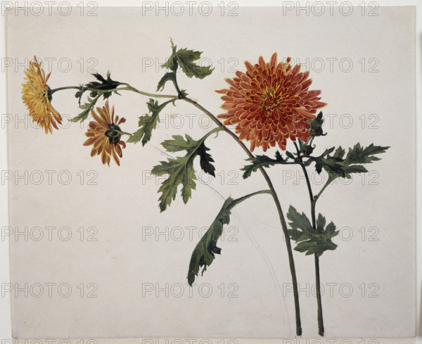 Chrysanthemums, c1817. Creator: Franz Theobald Horny.