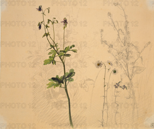 Columbine, daisy, garlic loosestrife, and lobelia, 1816. Creator: Carl Philipp Fohr.