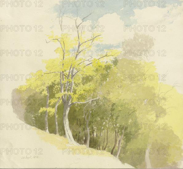 Forest at a slope, 1858. Creator: Carl Theodor Reiffenstein.