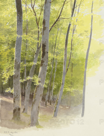 Forest section, 1871. Creator: Carl Theodor Reiffenstein.