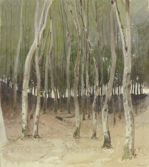 Birch forest, 1855. Creator: Carl Theodor Reiffenstein.