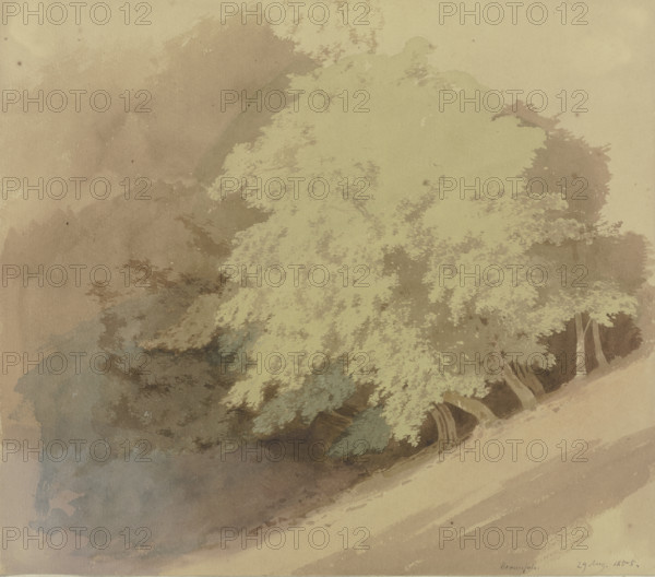 Trees on a slope near Braunfels, 1855. Creator: Carl Theodor Reiffenstein.