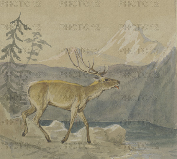 A wounded stag seeks refreshment at a mountain lake, mid-late 19th century. Creator: Johann Erdmann Gottlieb Prestel.