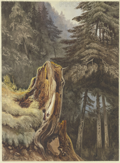 Tree stump on a slope covered with fir trees, 1833. Creator: Ludwig Daniel Philipp Schmidt.