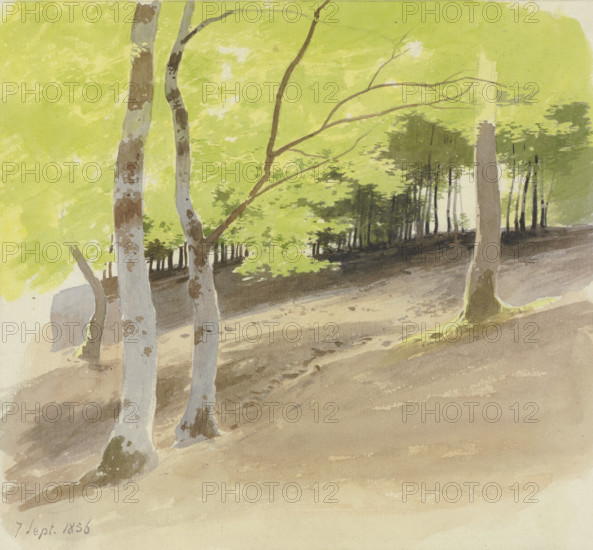 Forest section, 1856. Creator: Carl Theodor Reiffenstein.